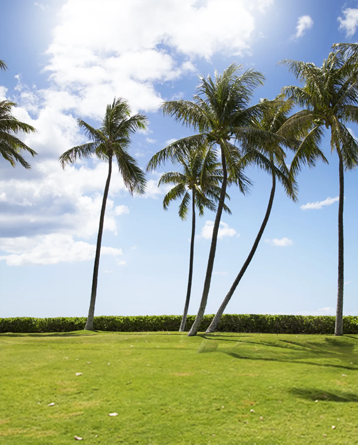 Fusion inc. 有限会社 フュージョン